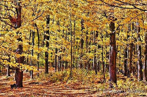 Autumn Woods_29886.jpg - Photographed near Crosby, Ontario, Canada.